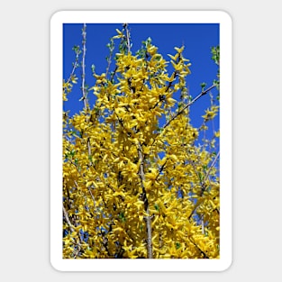 Yellow Forsythia tree in bloom Sticker